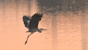 アオサギ 佐鳴湖 2023年12月10日(日)