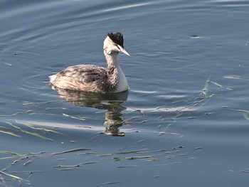 Great Crested Grebe 江津湖 Mon, 12/18/2023