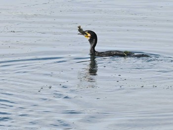 Great Cormorant 江津湖 Mon, 12/18/2023