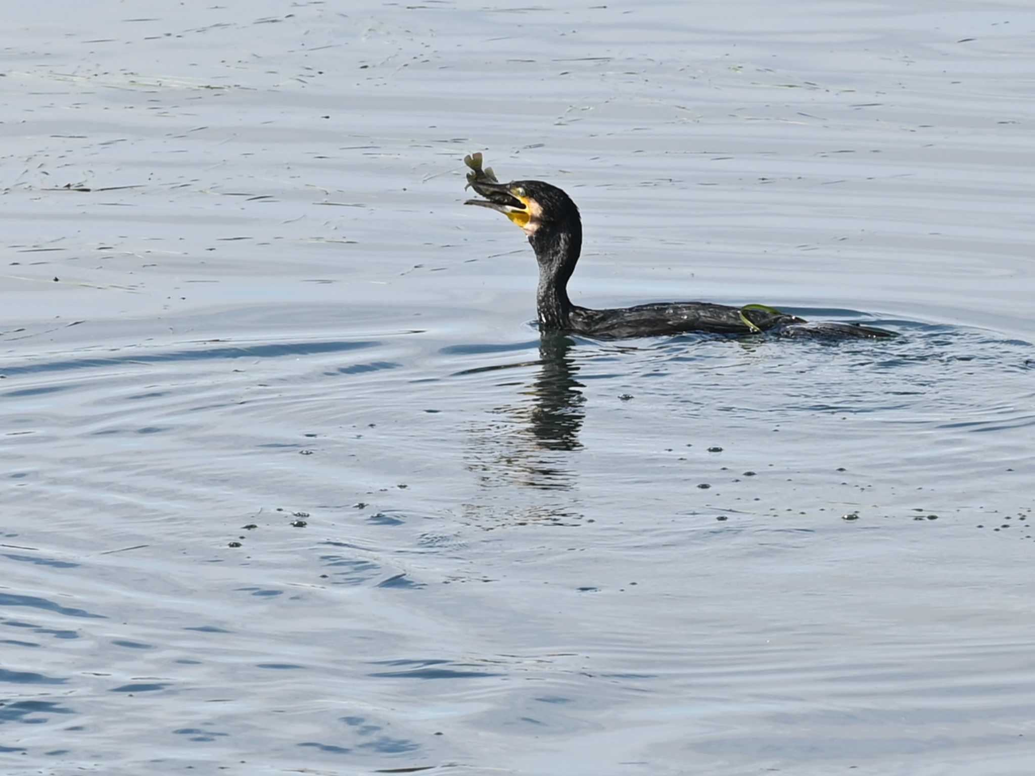 江津湖 カワウの写真 by jo6ehm