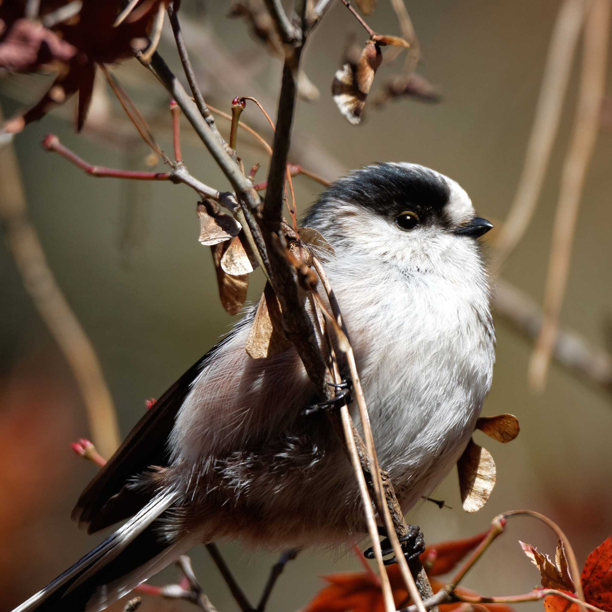 Long-tailed Tit