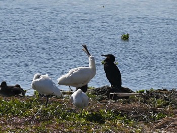 Eurasian Spoonbill 江津湖 Mon, 12/18/2023