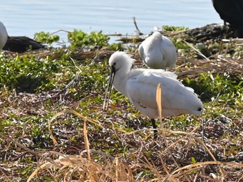 Mon, 12/18/2023 Birding report at 江津湖