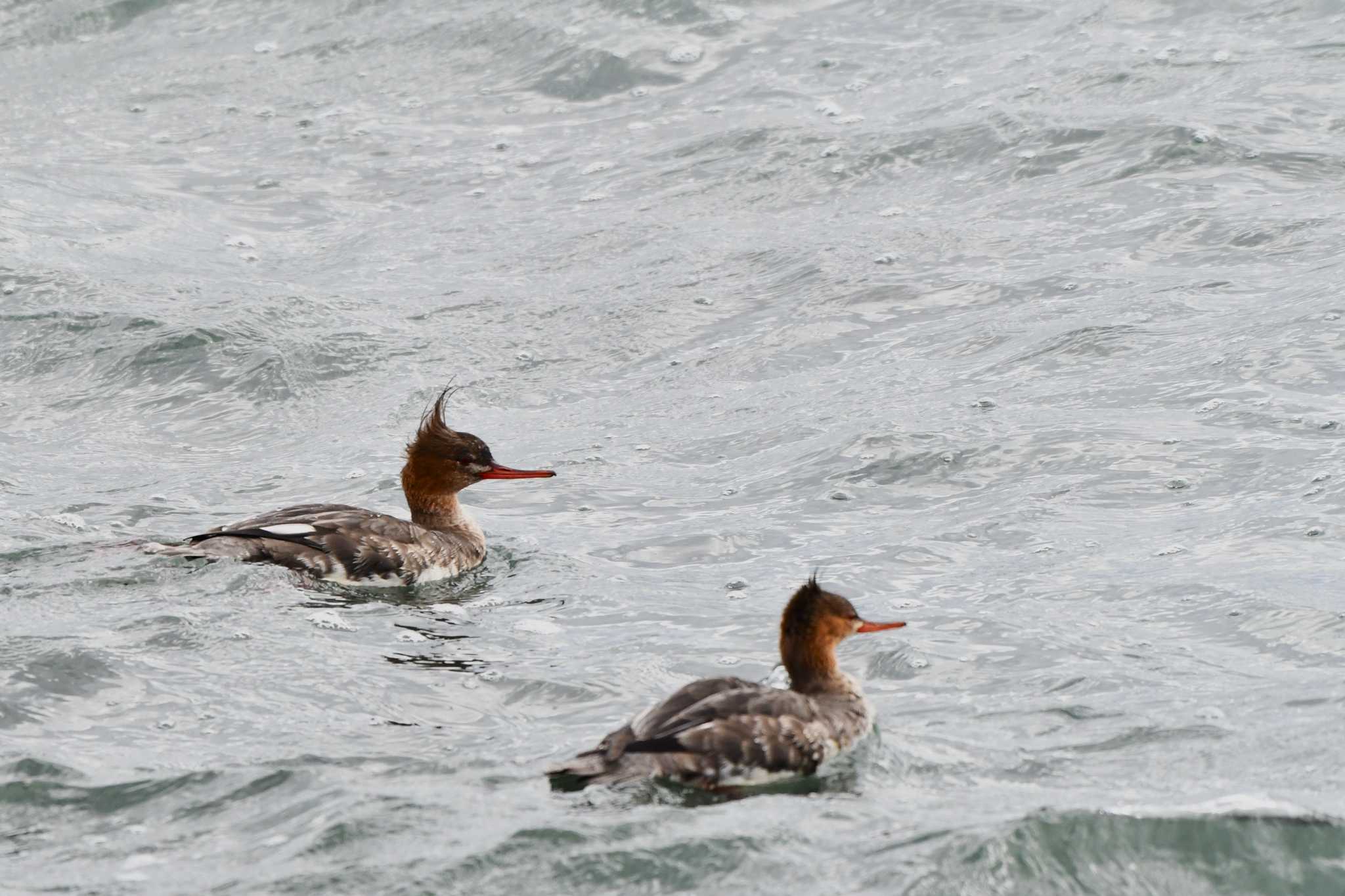 Photo of Red-breasted Merganser at 平磯海岸 by geto