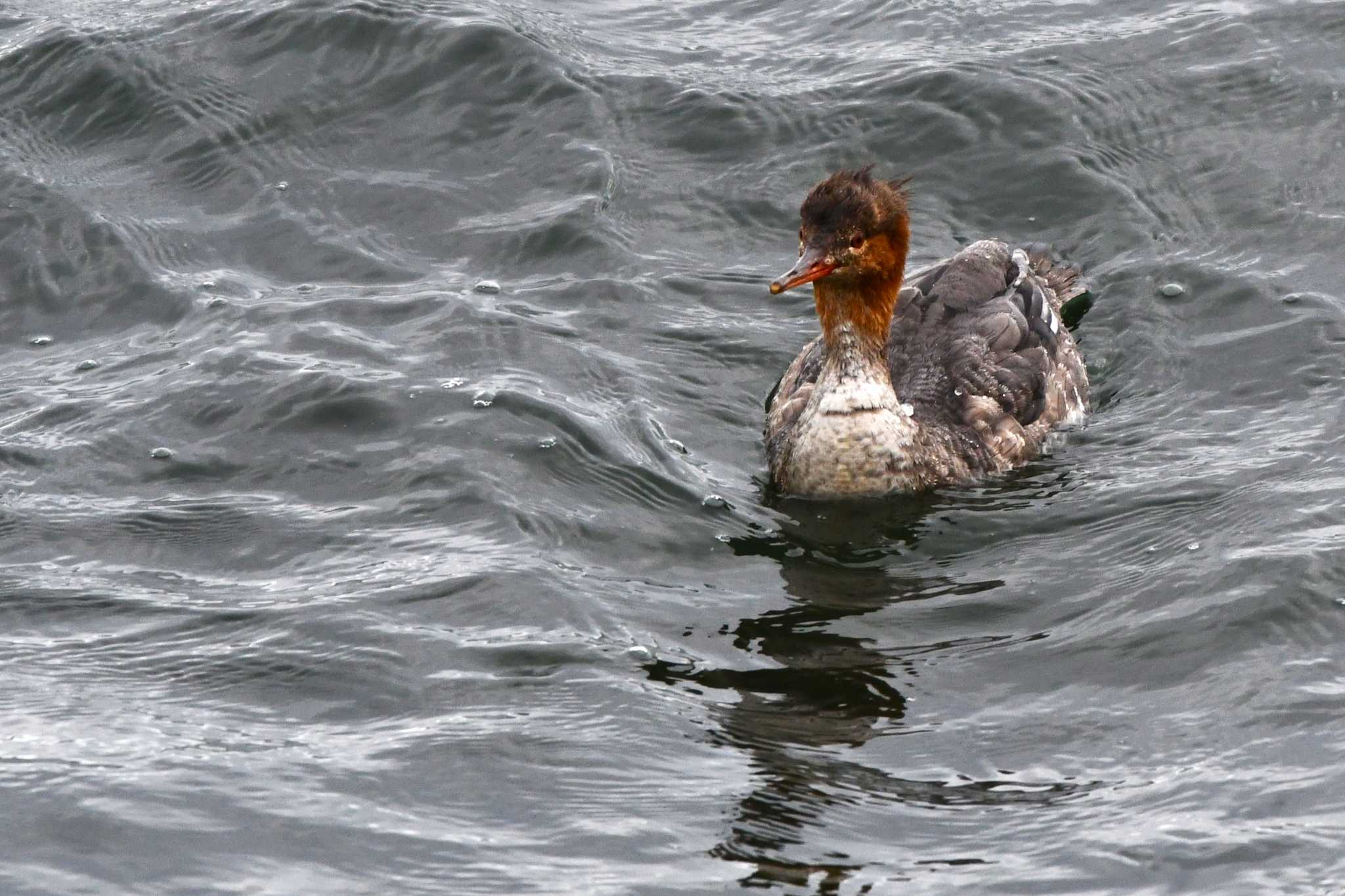 Red-breasted Merganser