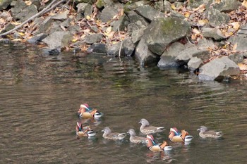 2023年11月18日(土) 能泉湖の野鳥観察記録