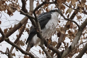 2023年12月16日(土) 秋ヶ瀬公園の野鳥観察記録