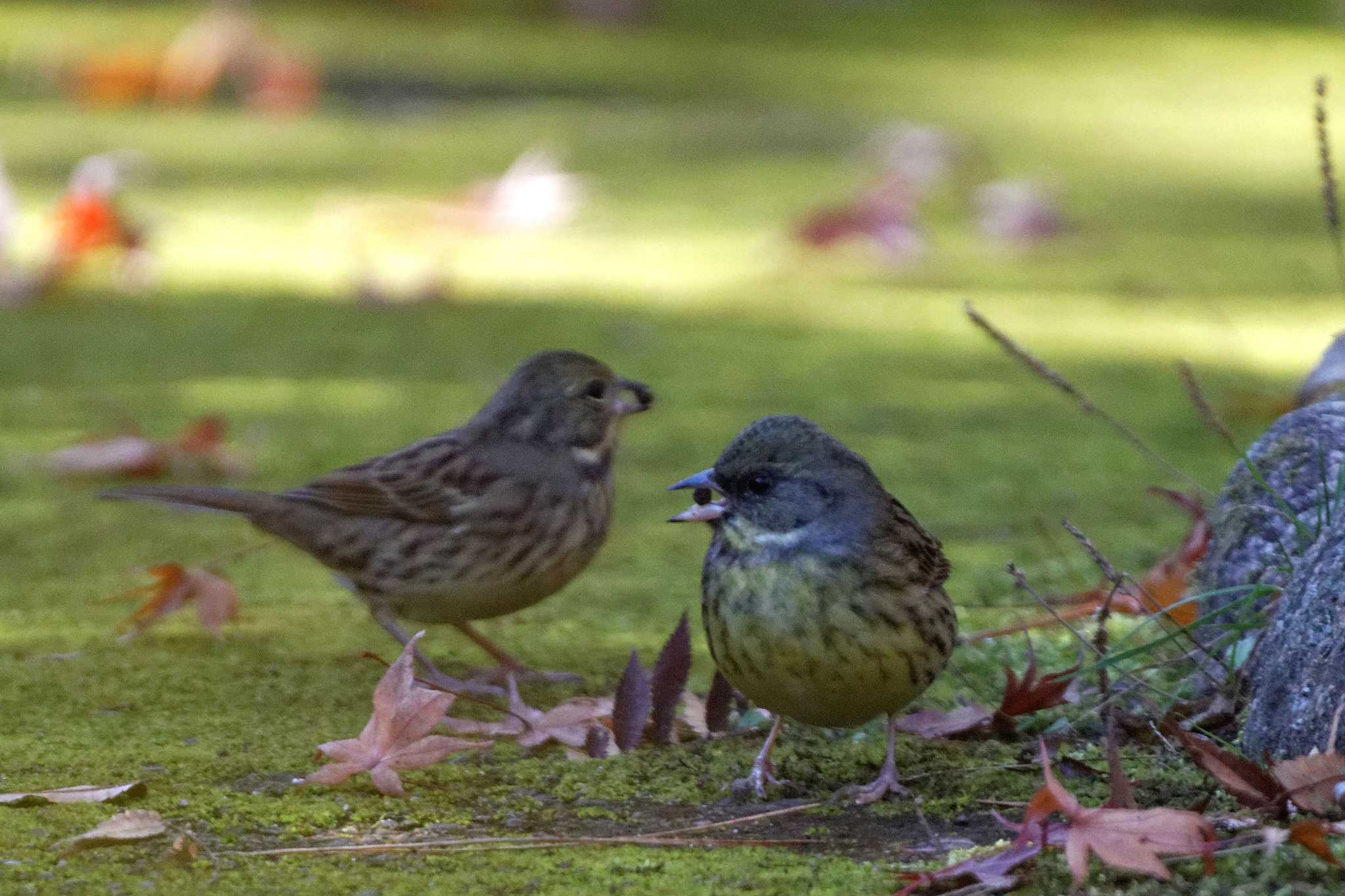 Masked Bunting