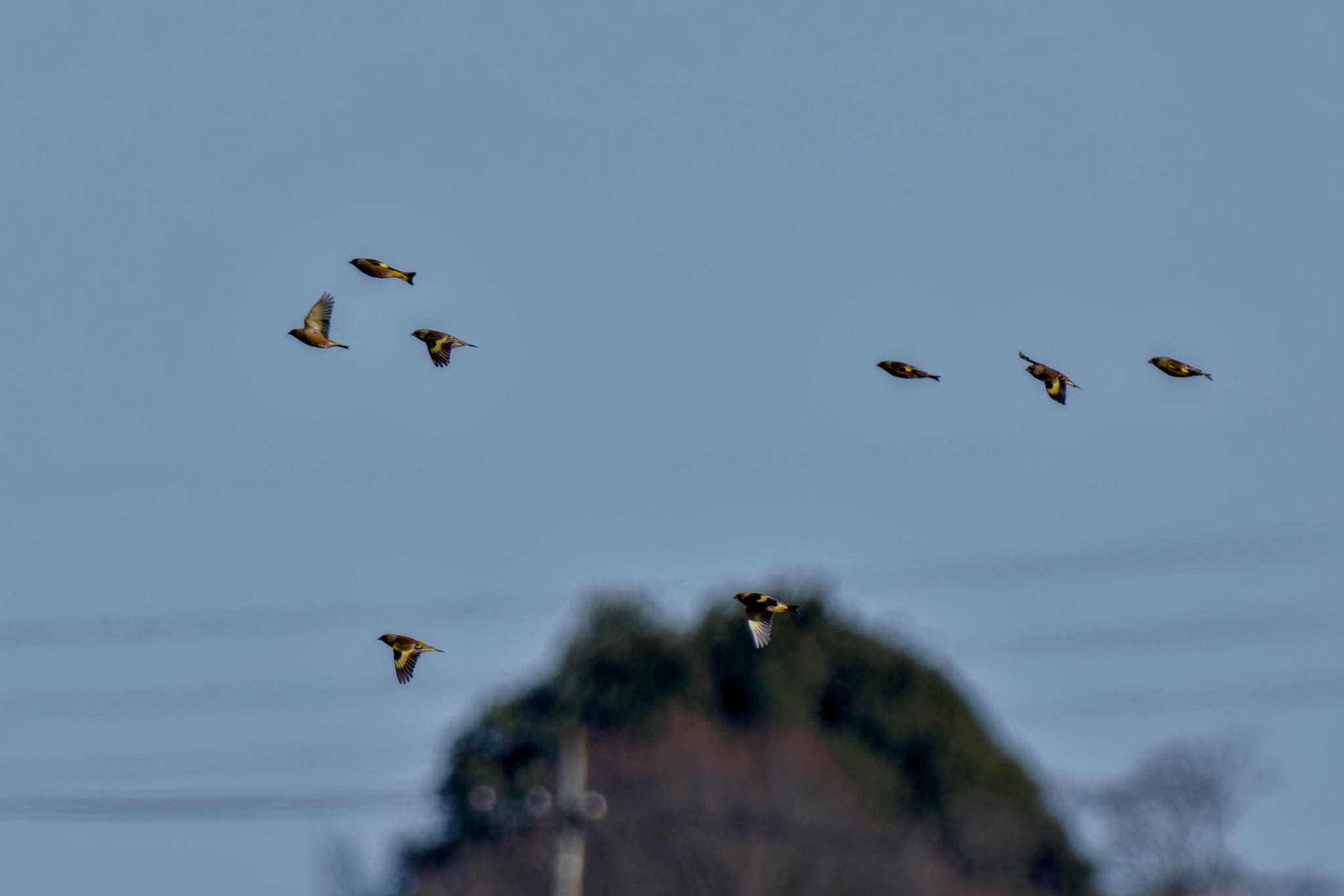 Grey-capped Greenfinch