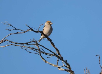 2023年12月18日(月) 山梨県森林公園金川の森(山梨県笛吹市)の野鳥観察記録