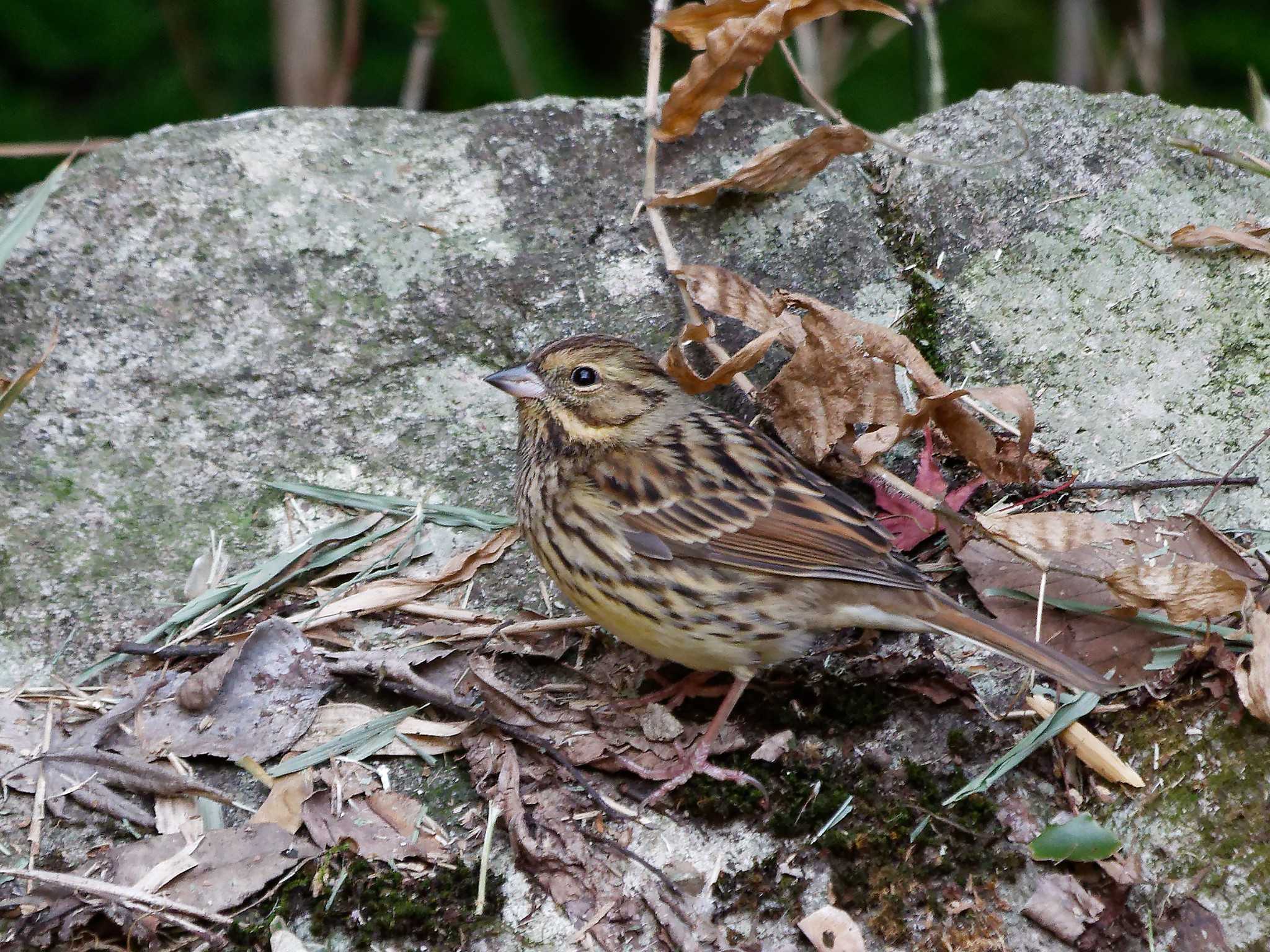 Photo of Masked Bunting at 横浜市立金沢自然公園 by しおまつ