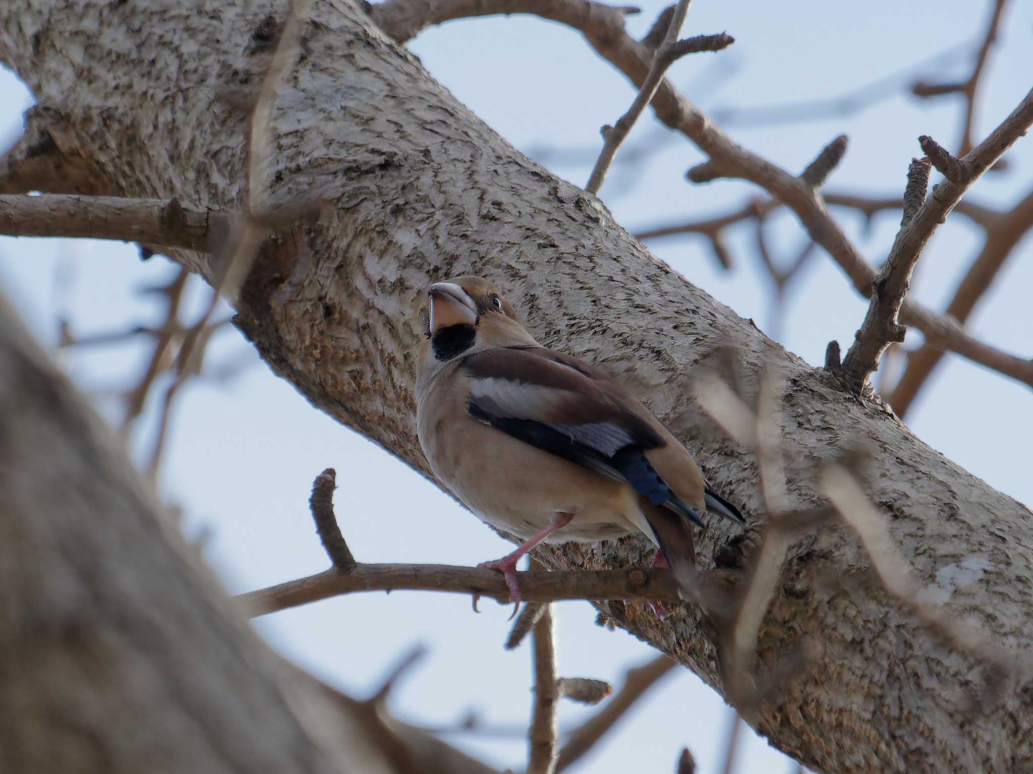 Photo of Hawfinch at 横浜市立金沢自然公園 by しおまつ