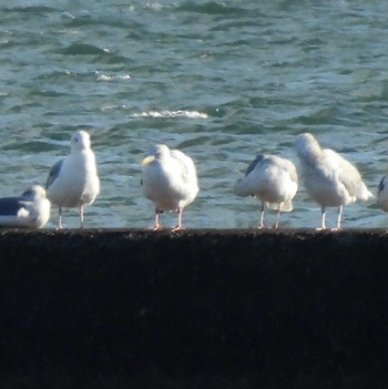 Glaucous Gull Sambanze Tideland Sun, 12/17/2023