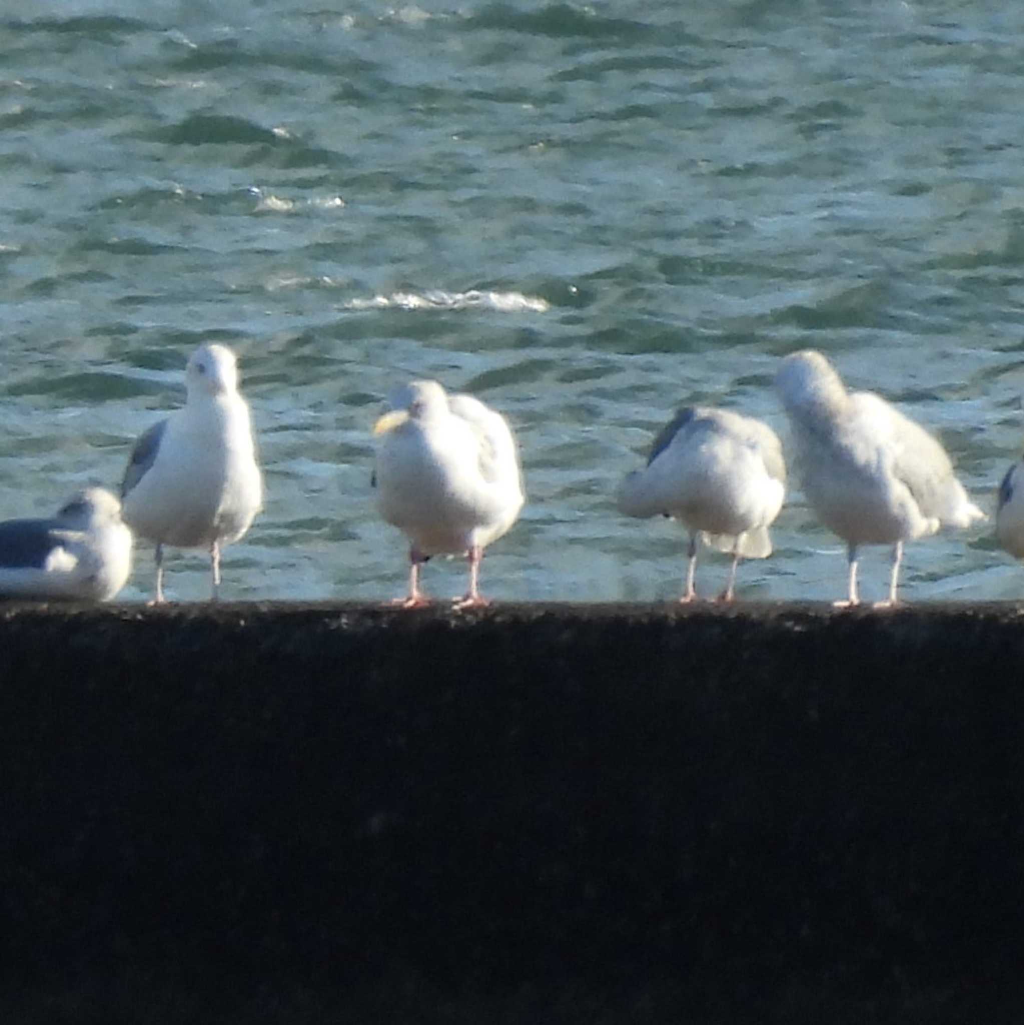 Glaucous Gull