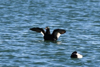 ビロードキンクロ ふなばし三番瀬海浜公園 2023年12月17日(日)