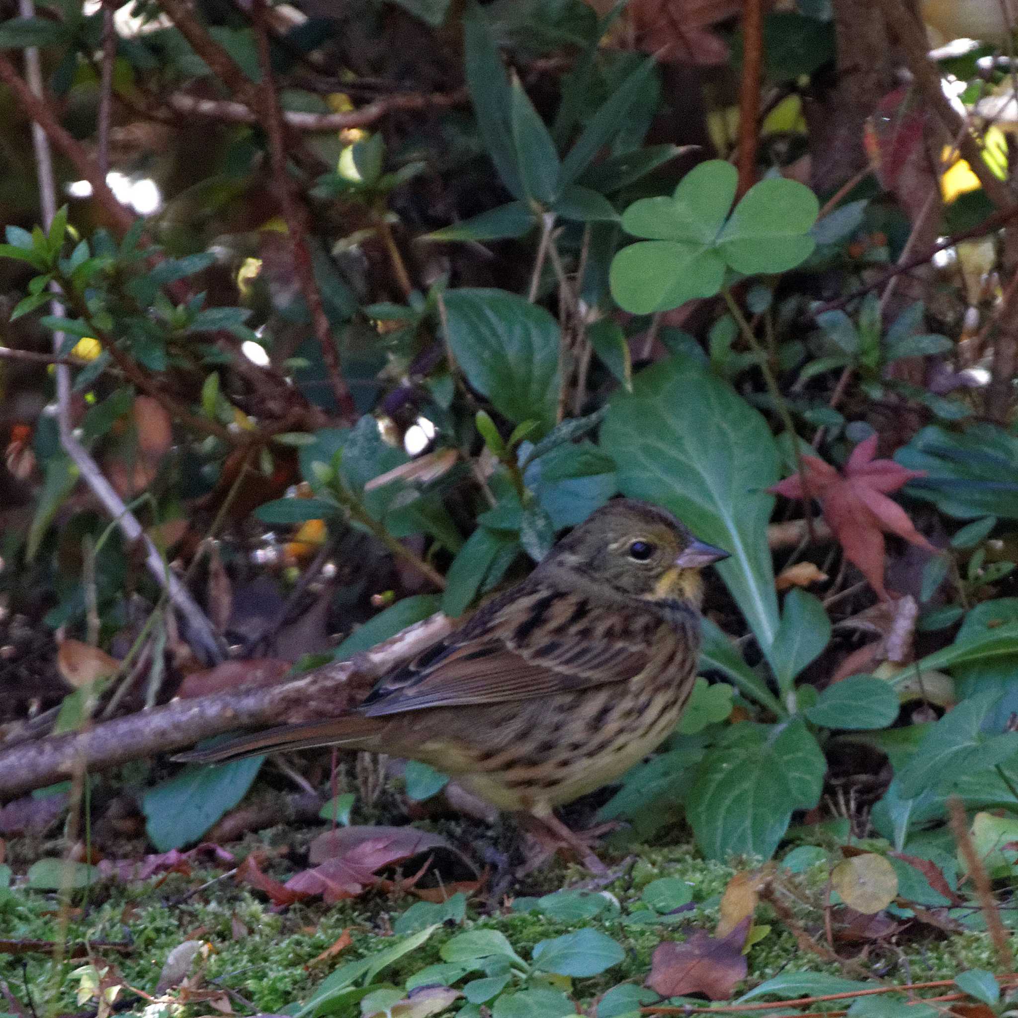 Masked Bunting