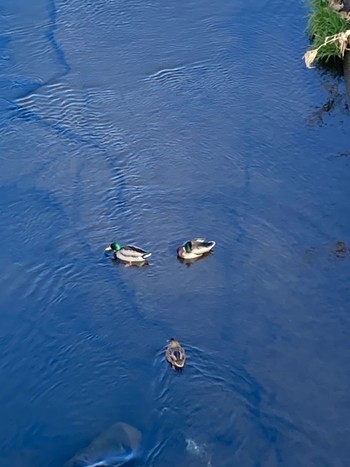 Mallard 鶴見川 Mon, 12/18/2023