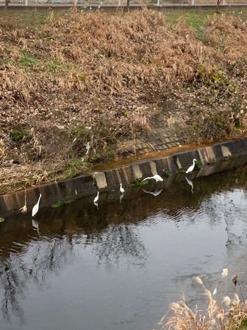 Great Egret 鶴見川 Fri, 12/15/2023