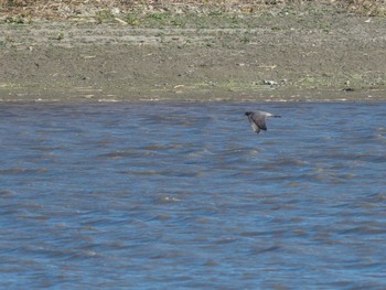 Peregrine Falcon Isanuma Sun, 12/17/2023