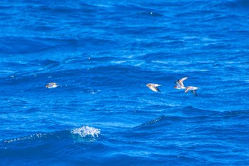 Red-necked Phalarope 飛島航路 Tue, 5/10/2022