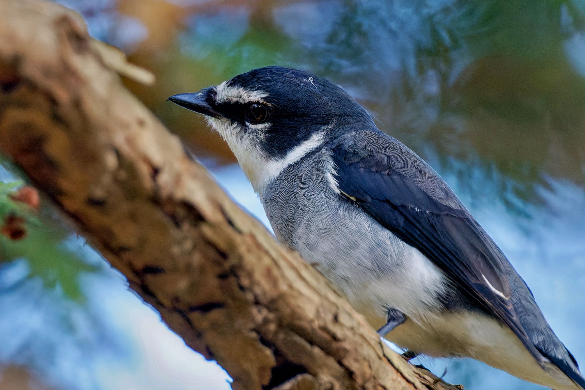 Ryukyu Minivet