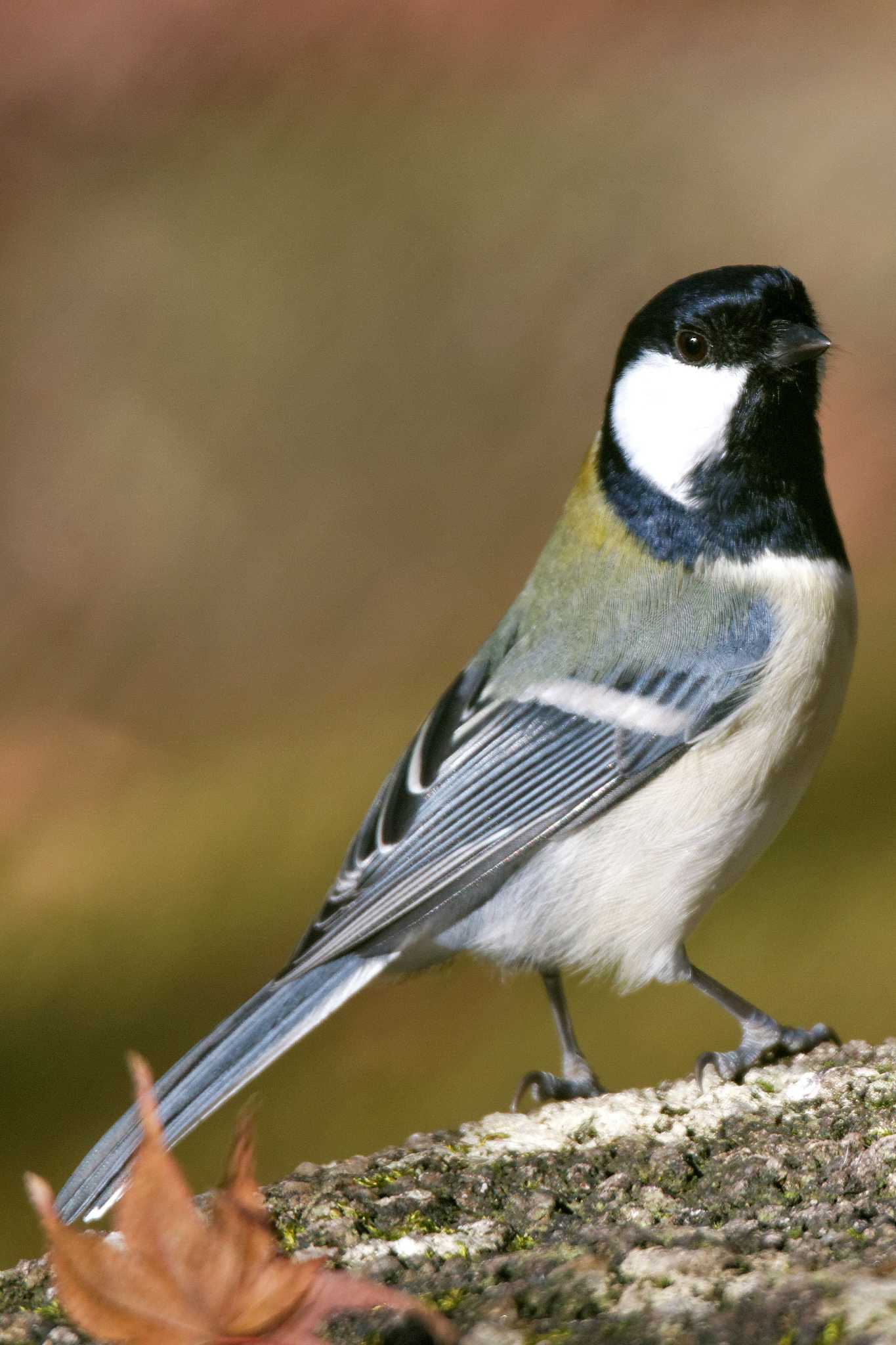 Photo of Japanese Tit at 岐阜公園 by herald