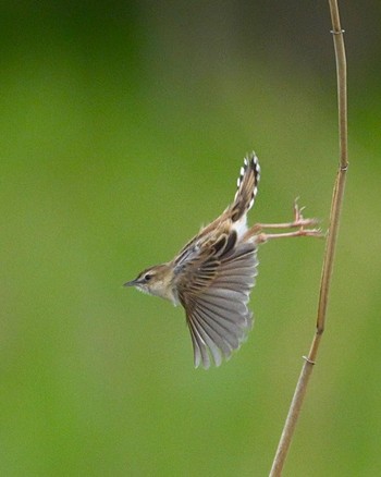 Zitting Cisticola 平城宮跡 Sun, 4/16/2023