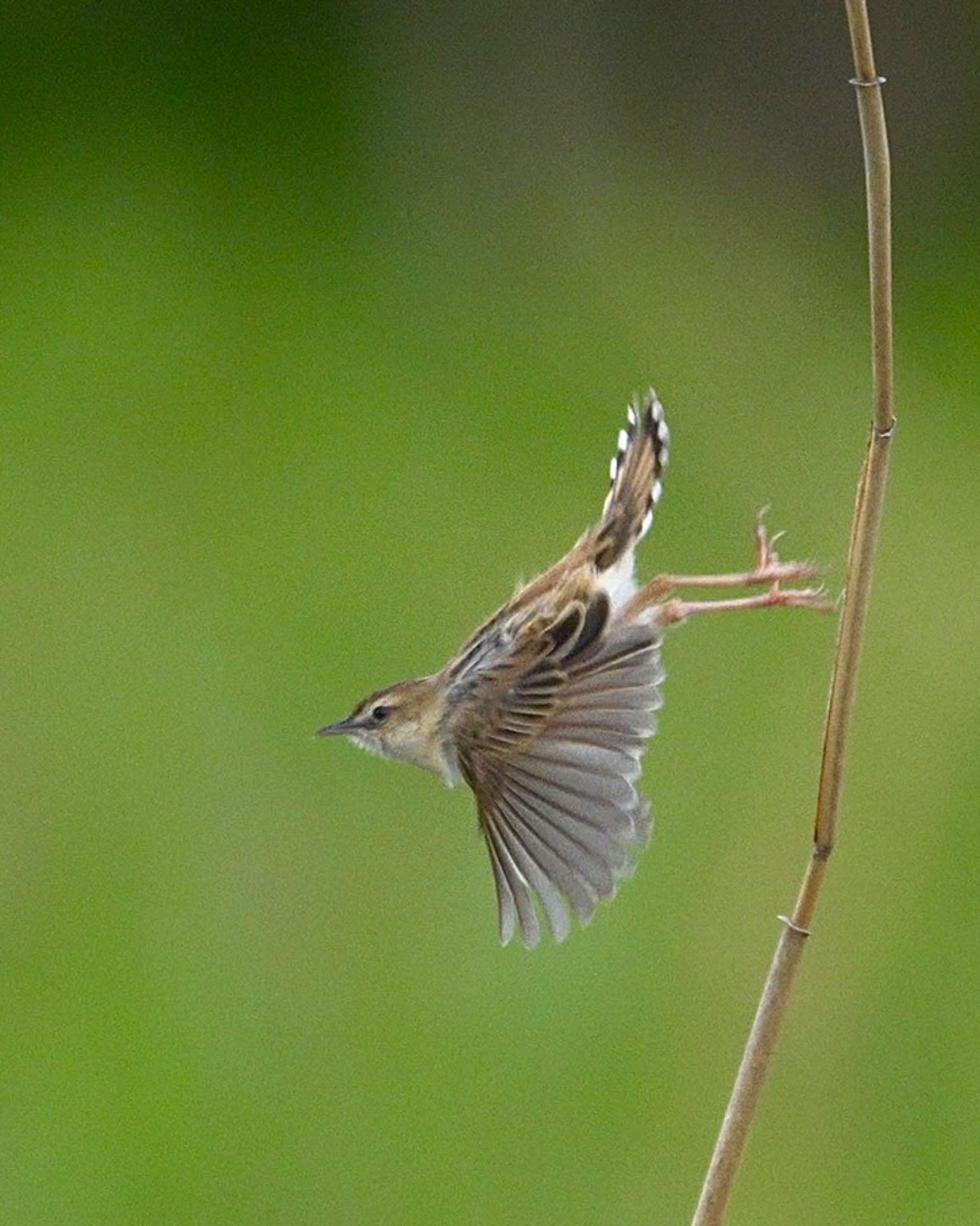 Photo of Zitting Cisticola at 平城宮跡 by m_obe