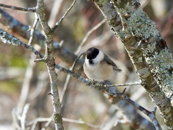 2023年12月18日(月) 金剛山の野鳥観察記録