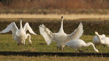 コハクチョウ 滋賀県長浜市 2023年2月23日(木)