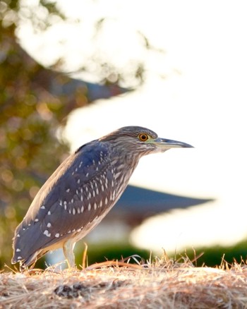 2023年11月26日(日) 平城宮跡の野鳥観察記録