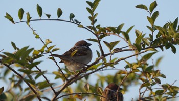 Eurasian Tree Sparrow 平城宮跡 Sun, 11/26/2023