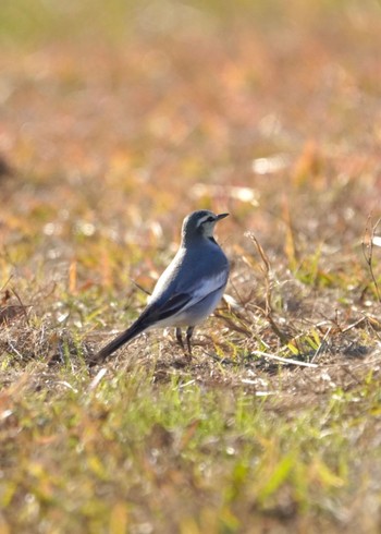 White Wagtail 平城宮跡 Sun, 11/26/2023