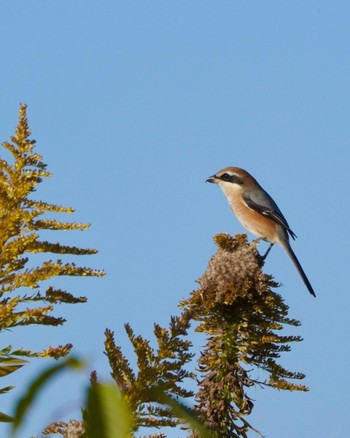 Bull-headed Shrike 平城宮跡 Sun, 11/26/2023