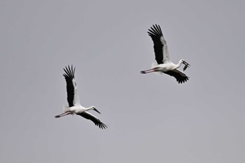 コウノトリ 多々良沼公園 2023年11月26日(日)