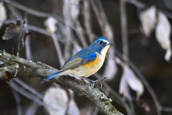 ルリビタキ 北本自然観察公園 2023年12月18日(月)