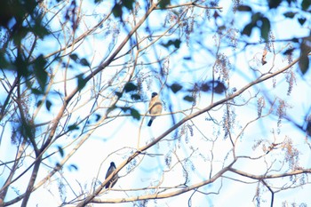 Eurasian Bullfinch 大阪府民の森むろいけ園地 Thu, 12/14/2023