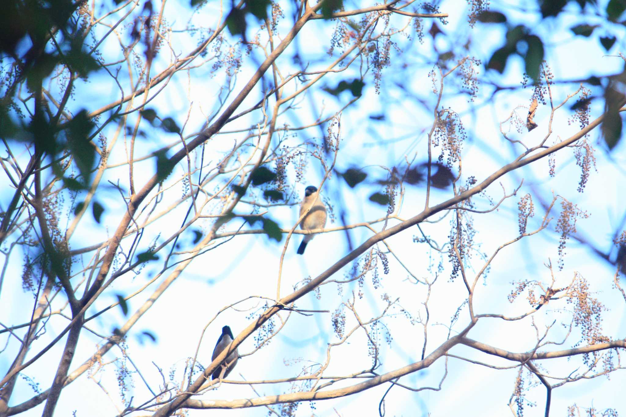 Photo of Eurasian Bullfinch at 大阪府民の森むろいけ園地 by 藤原道長