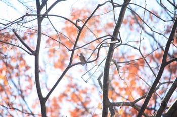 Red-flanked Bluetail 大阪府民の森むろいけ園地 Thu, 12/14/2023