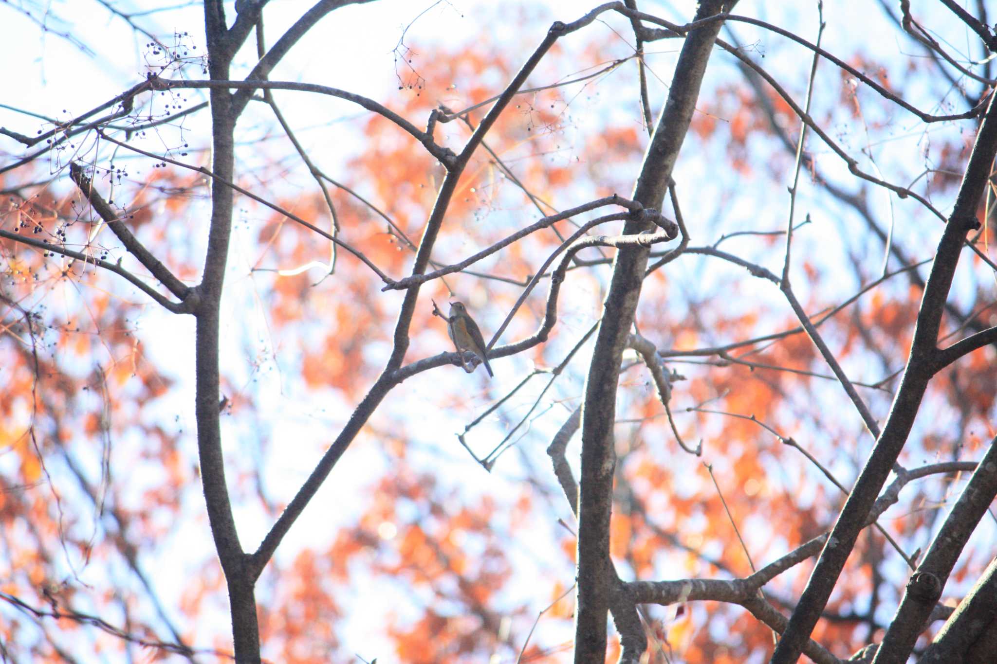 Photo of Red-flanked Bluetail at 大阪府民の森むろいけ園地 by 藤原道長