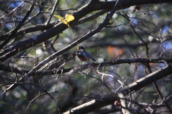 Varied Tit 大阪府民の森むろいけ園地 Thu, 12/14/2023