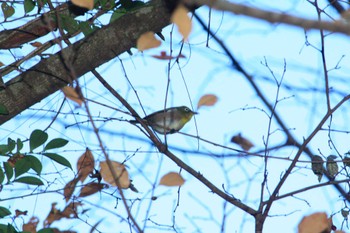 Warbling White-eye 大阪府民の森むろいけ園地 Thu, 12/14/2023