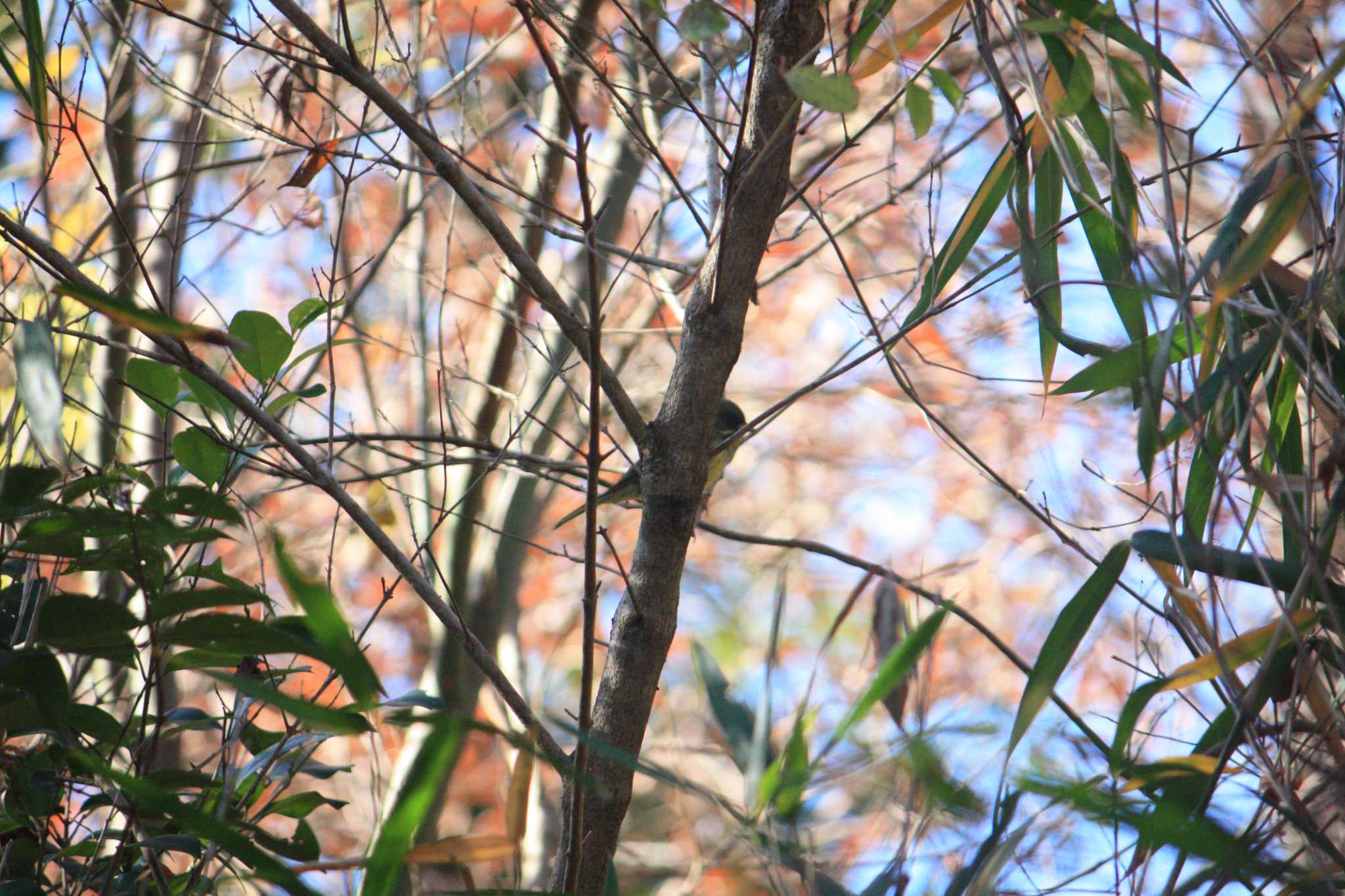 Photo of Masked Bunting at 大阪府民の森むろいけ園地 by 藤原道長