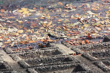 セグロセキレイ 大阪府民の森むろいけ園地 2023年12月14日(木)