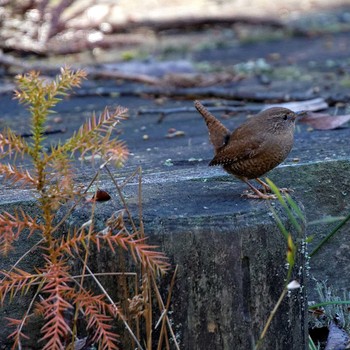 2016年12月3日(土) 各務原自然遺産ノ森の野鳥観察記録