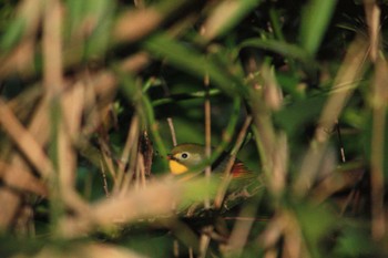 Red-billed Leiothrix 大阪府民の森むろいけ園地 Thu, 12/14/2023