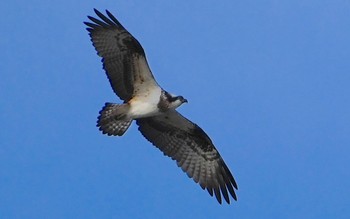 2023年12月18日(月) 大和川河口の野鳥観察記録