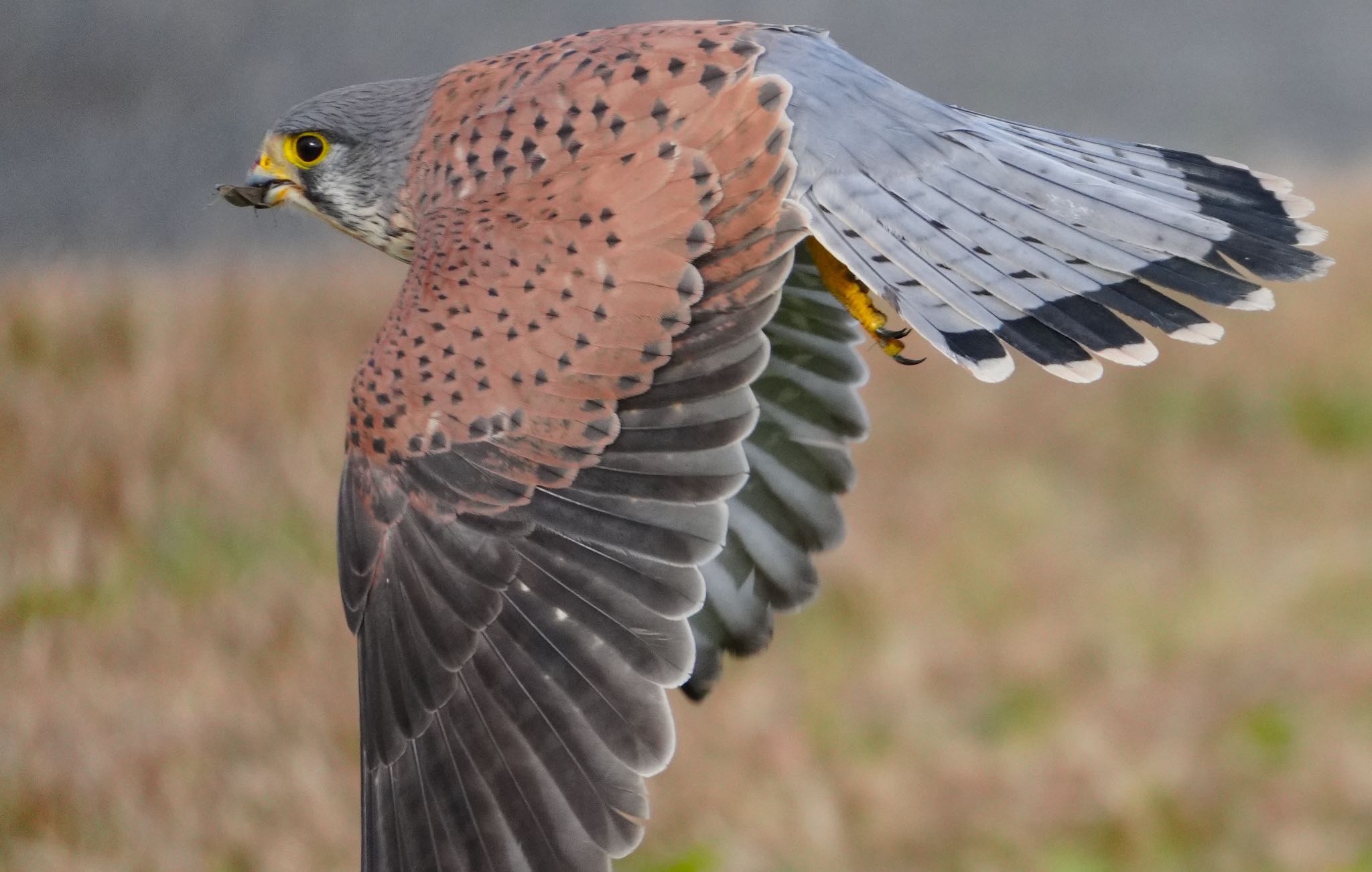 Photo of Common Kestrel at 淀川河川公園 by アルキュオン