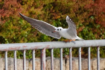 2023年12月18日(月) 城北公園の野鳥観察記録