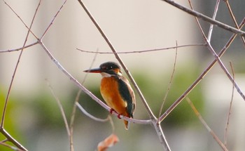 カワセミ 城北公園 2023年12月18日(月)